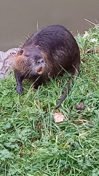 Freund-Nutria_Lahnufer-Fachbach_20220112-scaled